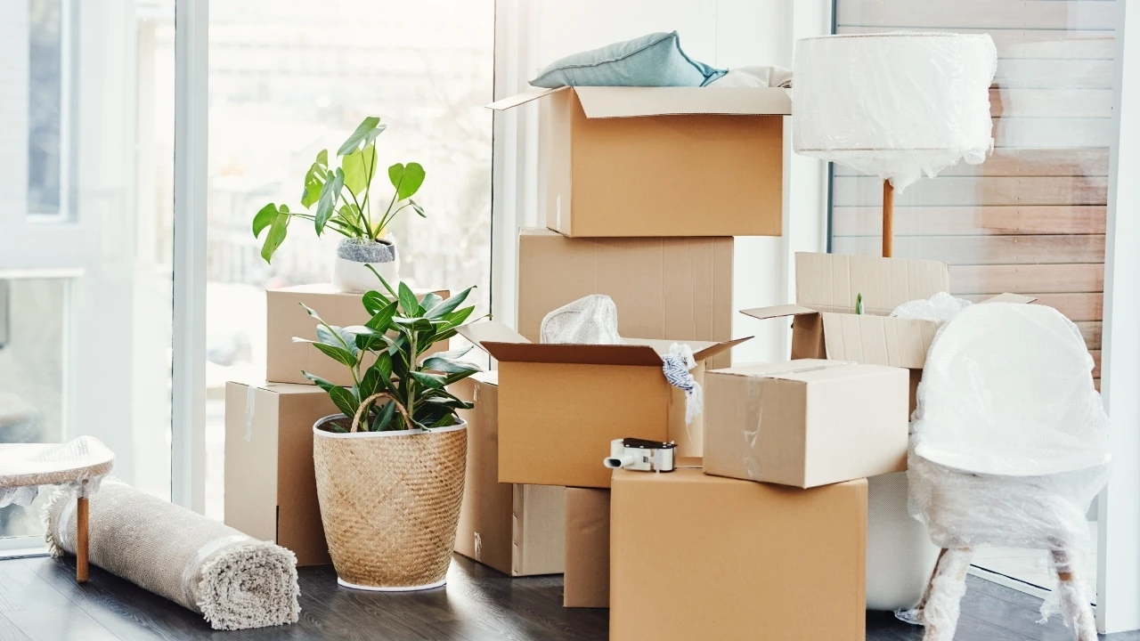 Geöffnete Umzugskartons und Pflanzen in heller Wohnung – stressfreier Umzug mit dem Umzugsunternehmen Varel